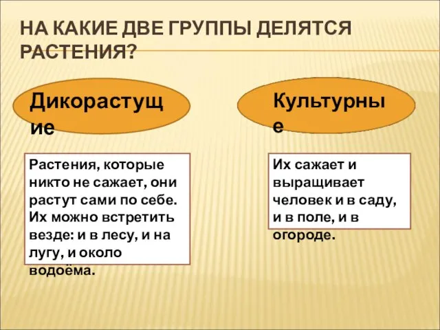 НА КАКИЕ ДВЕ ГРУППЫ ДЕЛЯТСЯ РАСТЕНИЯ? Дикорастущие Культурные Растения, которые никто не