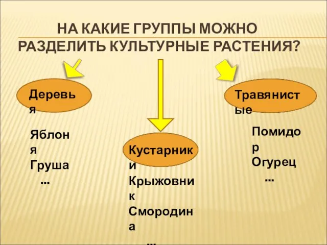 НА КАКИЕ ГРУППЫ МОЖНО РАЗДЕЛИТЬ КУЛЬТУРНЫЕ РАСТЕНИЯ? Деревья Яблоня Груша ... Кустарники