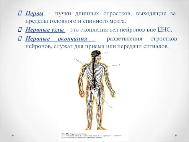 Нервы – пучки длинных отростков, выходящие за пределы головного и спинного мозга.