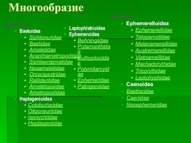 Многообразие Schistonota Baetoidea Siphlonuridae Baetidae Ameletidae Acanthametropodidae Siphlaenigmatidae Nesameletidae Oniscigastridae Rallidentidae Ameletopsidae