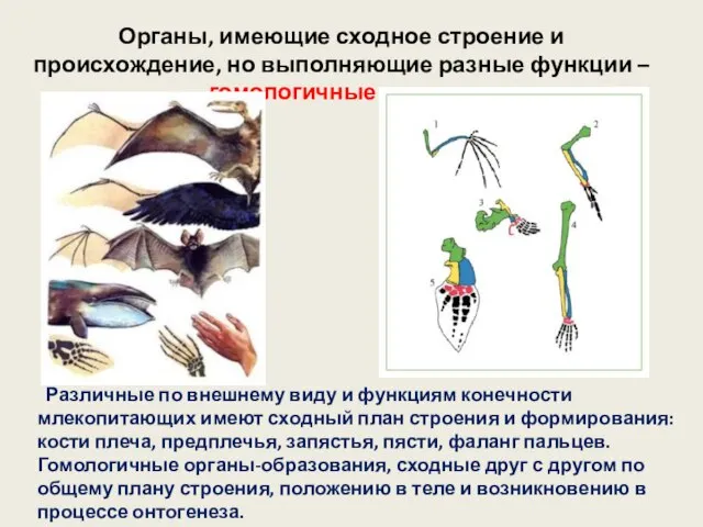 Органы, имеющие сходное строение и происхождение, но выполняющие разные функции – гомологичные