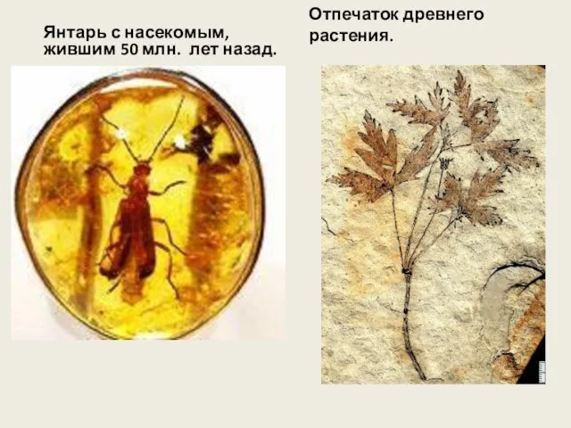Янтарь с насекомым, жившим 50 млн. лет назад. Отпечаток древнего растения.