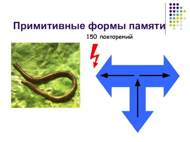 Примитивные формы памяти 150 повторений