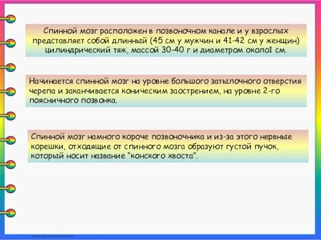 Спинной мозг расположен в позвоночном канале и у взрослых представляет собой длинный