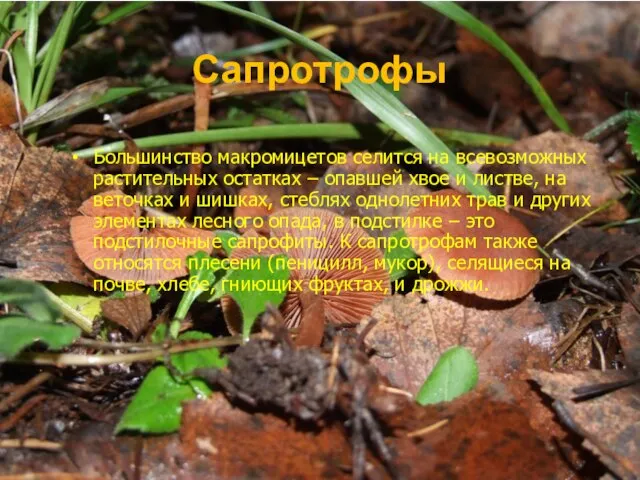 Сапротрофы Большинство макромицетов селится на всевозможных растительных остатках – опавшей хвое и