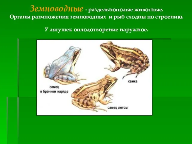 Земноводные - раздельнополые животные. Органы размножения земноводных и рыб сходны по строению. У лягушек оплодотворение наружное.