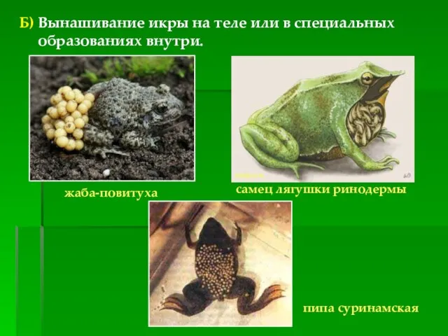 Б) Вынашивание икры на теле или в специальных образованиях внутри. жаба-повитуха самец лягушки ринодермы пипа суринамская