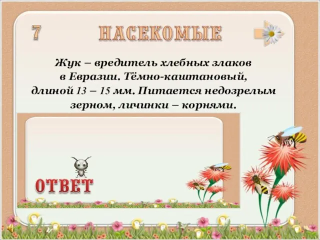 Жук – вредитель хлебных злаков в Евразии. Тёмно-каштановый, длиной 13 – 15