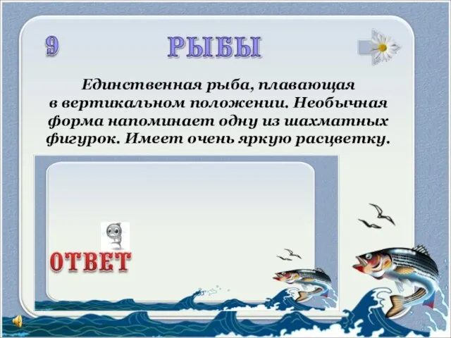 Единственная рыба, плавающая в вертикальном положении. Необычная форма напоминает одну из шахматных