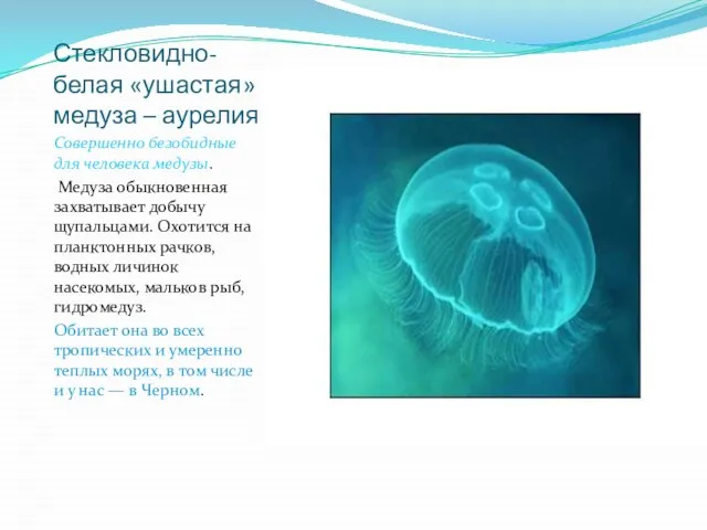 Стекловидно-белая «ушастая» медуза – аурелия Совершенно безобидные для человека медузы. Медуза обыкновенная