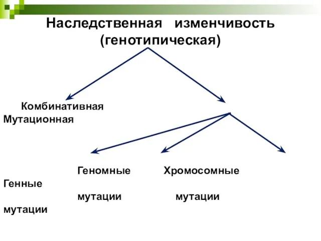 Наследственная изменчивость (генотипическая) Комбинативная Мутационная Геномные Хромосомные Генные мутации мутации мутации