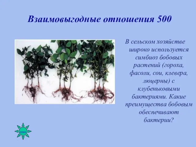 Взаимовыгодные отношения 500 В сельском хозяйстве широко используется симбиоз бобовых растений (гороха,