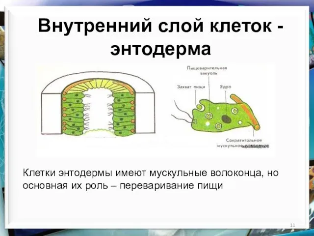 Внутренний слой клеток - энтодерма Клетки энтодермы имеют мускульные волоконца, но основная