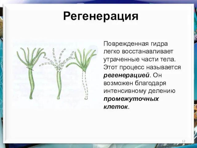 Регенерация Поврежденная гидра легко восстанавливает утраченные части тела. Этот процесс называется регенерацией.