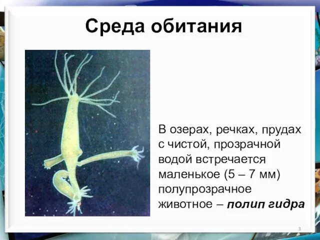 В озерах, речках, прудах с чистой, прозрачной водой встречается маленькое (5 –