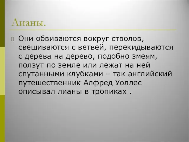 Лианы. Они обвиваются вокруг стволов, свешиваются с ветвей, перекидываются с дерева на