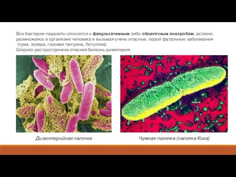 Все бактерии-паразиты относятся к факультативным либо облигатным анаэробам, активно размножаясь в организме