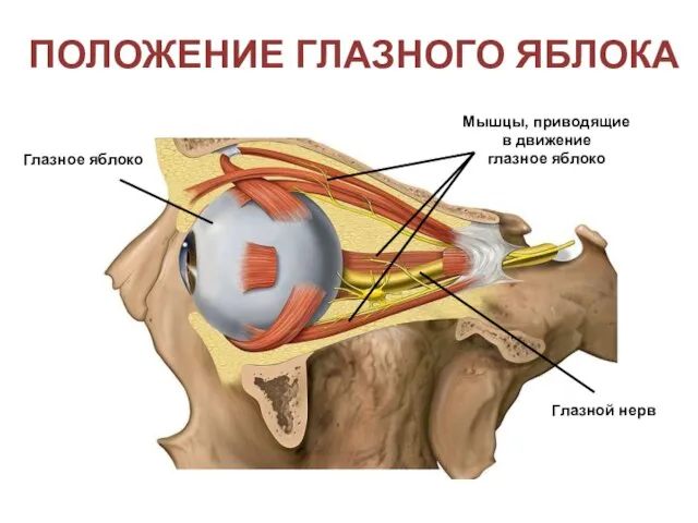 Глазное яблоко Положение глазного яблока Мышцы, приводящие в движение глазное яблоко Глазной нерв