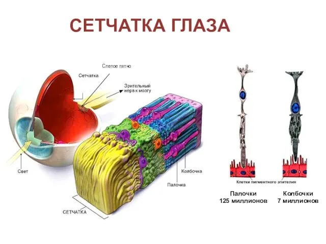 сетчатка глаза Палочки 125 миллионов Колбочки 7 миллионов Слепое пятно