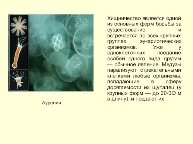 Хищничество является одной из основных форм борьбы за существование и встречается во