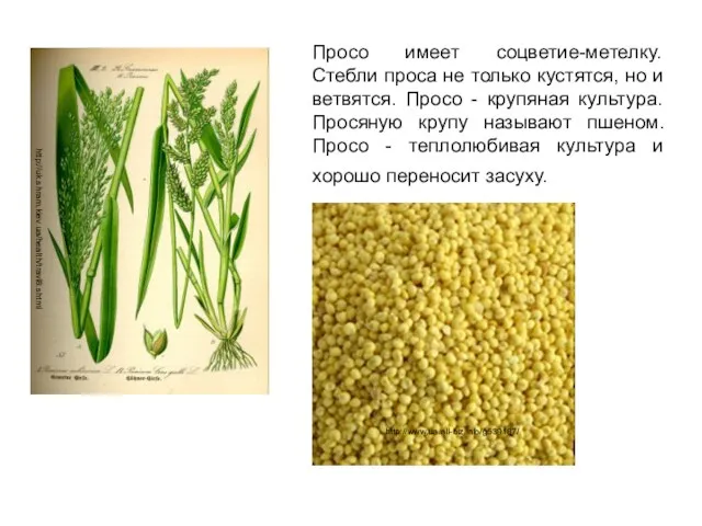 Просо имеет соцветие-метелку. Стебли проса не только кустятся, но и ветвятся. Просо