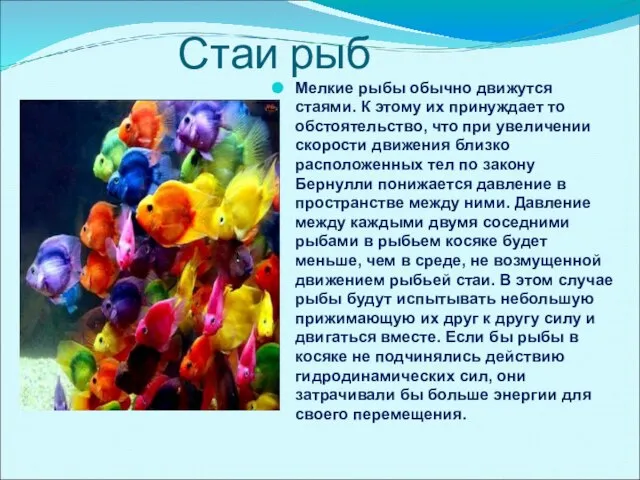 Стаи рыб Мелкие рыбы обычно движутся стаями. К этому их принуждает то