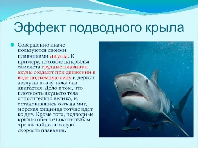 Эффект подводного крыла Совершенно иначе пользуются своими плавниками акулы. К примеру, похожие