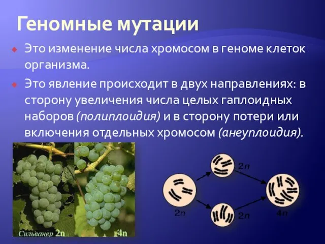 Геномные мутации Это изменение числа хромосом в геноме клеток организма. Это явление