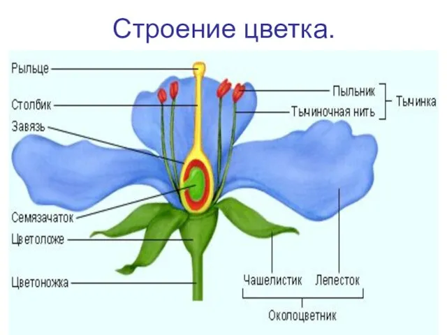 Строение цветка.