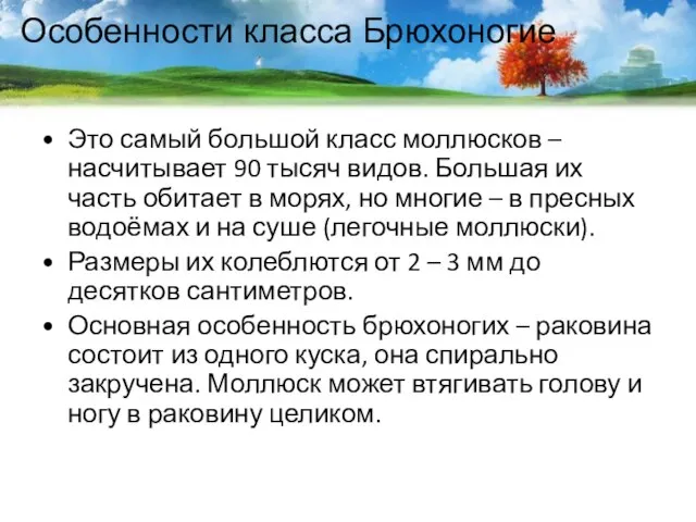 Особенности класса Брюхоногие Это самый большой класс моллюсков – насчитывает 90 тысяч