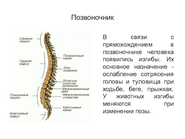 Позвоночник В связи с прямохождением в позвоночнике человека появились изгибы. Их основное