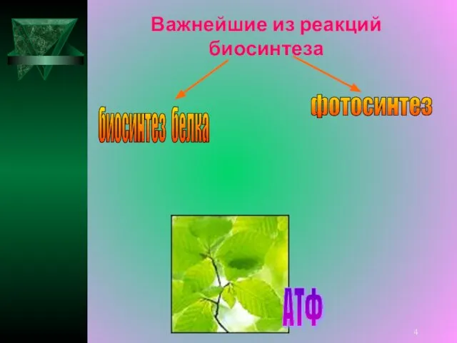 биосинтез белка фотосинтез АТФ Важнейшие из реакций биосинтеза