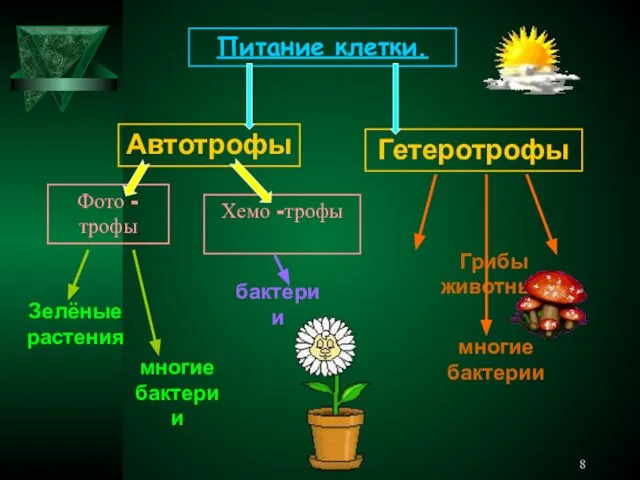 Питание клетки. Автотрофы Фото -трофы Хемо -трофы Гетеротрофы Зелёные растения Грибы животные