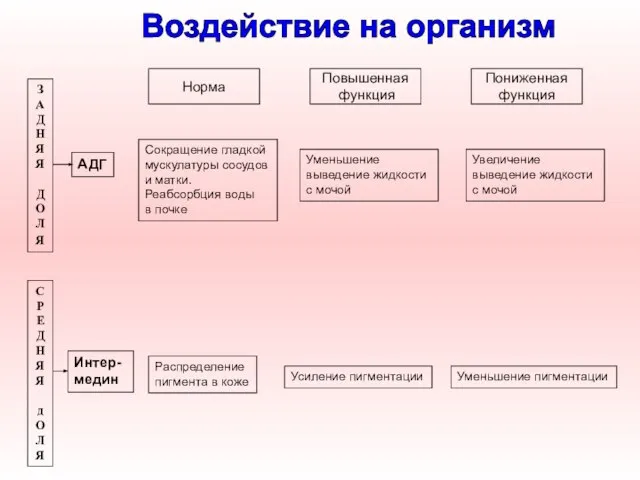 Норма Повышенная функция Пониженная функция ЗАДНЯЯ ДОЛ Я С Р Е Д