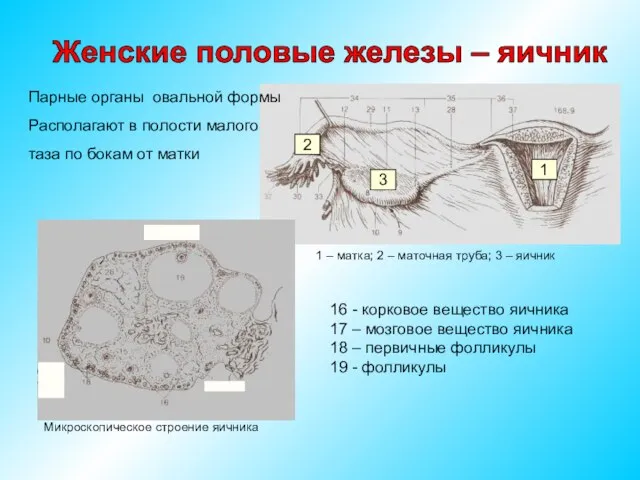 Парные органы овальной формы Располагают в полости малого таза по бокам от