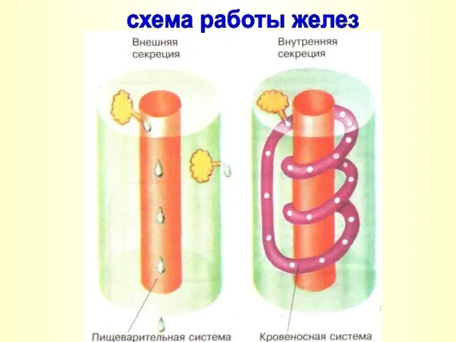 схема работы желез