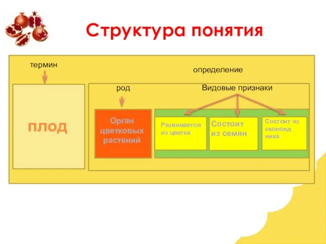 тер Состоит из околопд ника термин определение род Видовые признаки Структура понятия