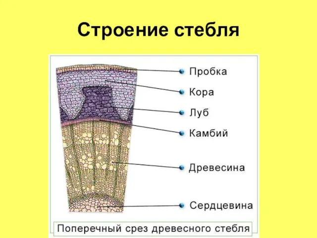 Строение стебля