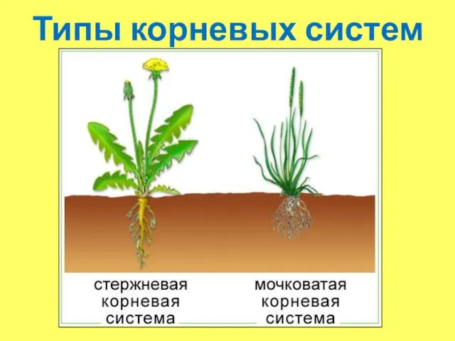 Типы корневых систем