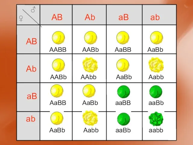 AABB AB Ab aB ab AB Ab aB ab AABb AaBB AaBb