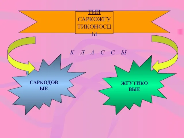 ТИП САРКОЖГУТИКОНОСЦЫ К Л А С С Ы