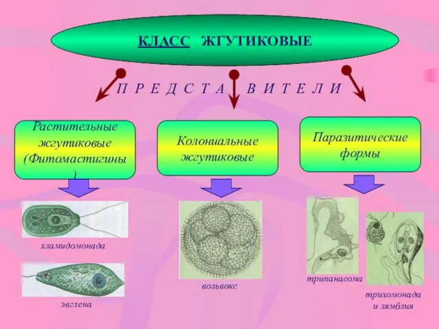 КЛАСС ЖГУТИКОВЫЕ Растительные жгутиковые (Фитомастигины) П Р Е Д С Т А