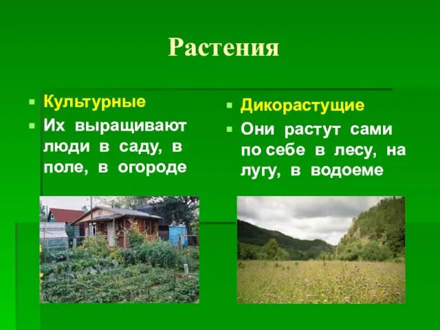 Растения Культурные Их выращивают люди в саду, в поле, в огороде Дикорастущие