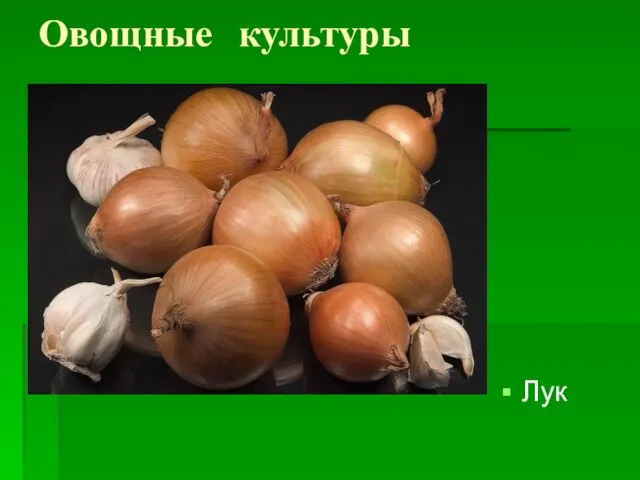 Овощные культуры Лук