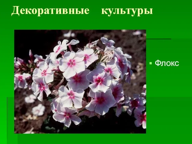 Декоративные культуры Флокс