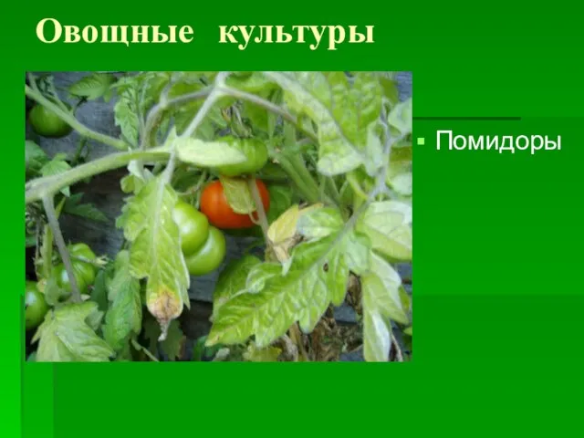 Овощные культуры Помидоры