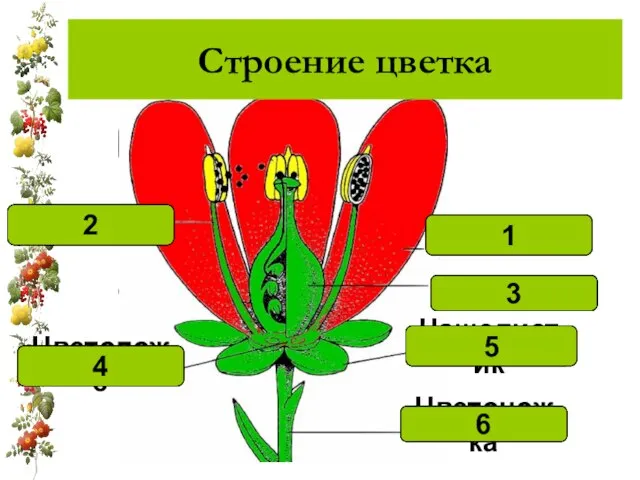 Лепесток 1 Тычинка 2 Цветоложе 4 Цветоножка 6 Чашелистик 5 пестик 3 Строение цветка