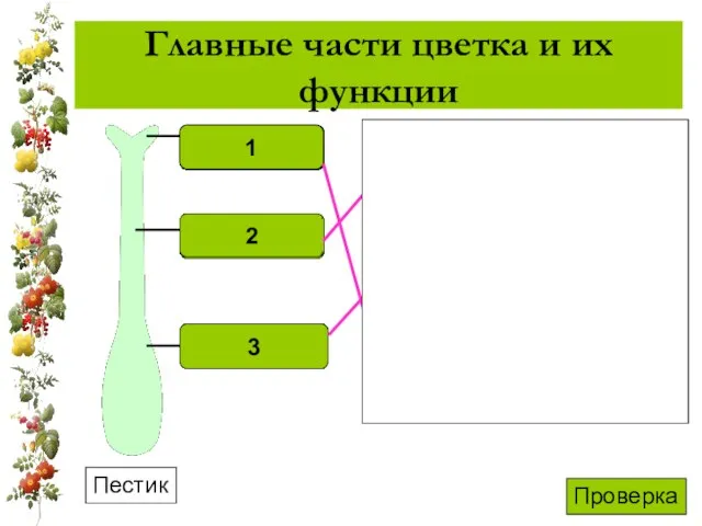 Главные части цветка и их функции Пестик А.Восприятие пыльцы Б.Поднимает рыльце над