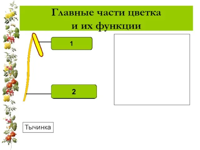 Главные части цветка и их функции Тычинка 1 Содержит пыльцу со спермиями Поддерживает пыльник