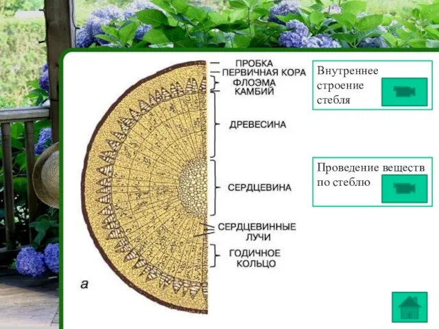 Проведение веществ по стеблю Внутреннее строение стебля